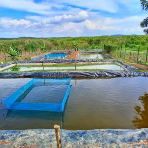 Fish farming ponds in kilifi